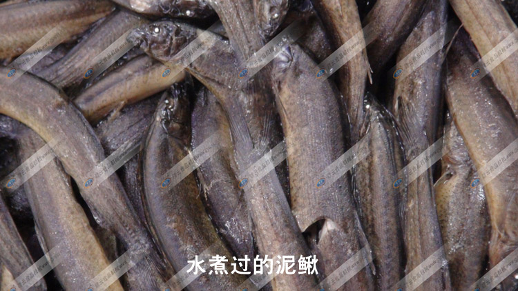 水煮過的泥鰍-去除體表粘液-采泥鰍肉-贛云機械